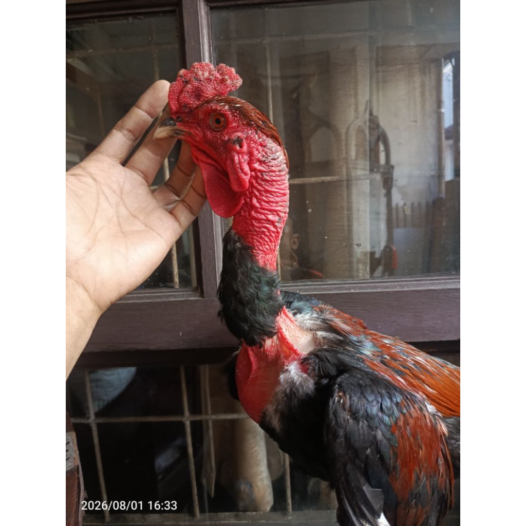 ayam saigon x , anakan