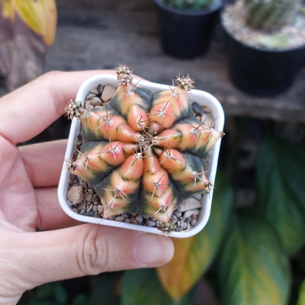 Kaktus Cantik Miha Orange Gymno Gymnocalycium 1 Set Pot