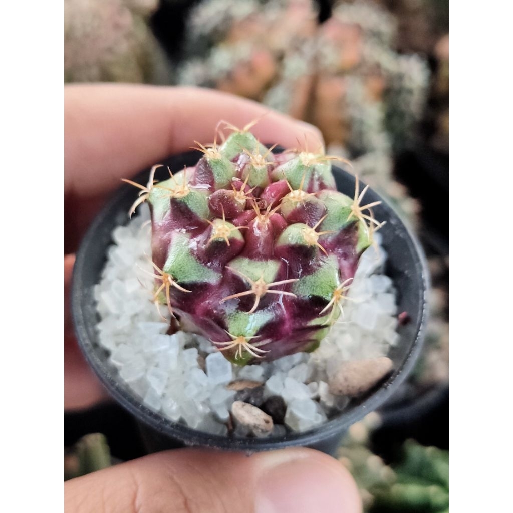 GYMNO PURPLE NEBULA OWNROOT DI POT 5CM SUPER PURPLE//KAKTUS//KAKTUS MINI//KAKTUS HIAS//MIHANOVICHI//