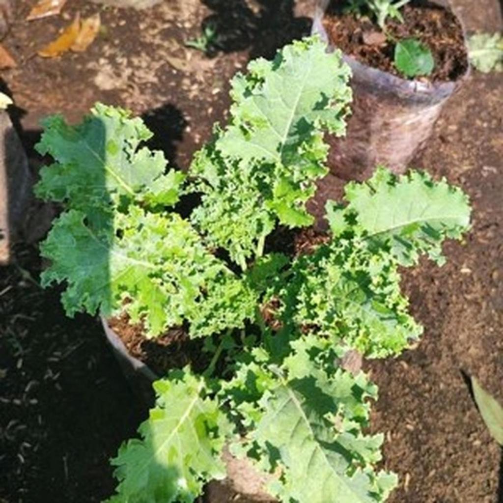Bibit tanaman kale curly/tanaman sayuran kale curly