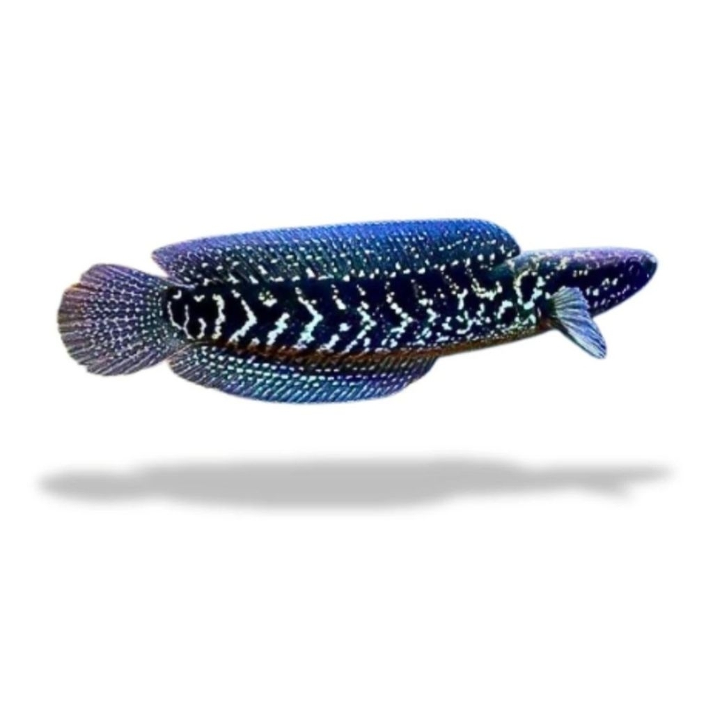 ikan chana asiatica ws