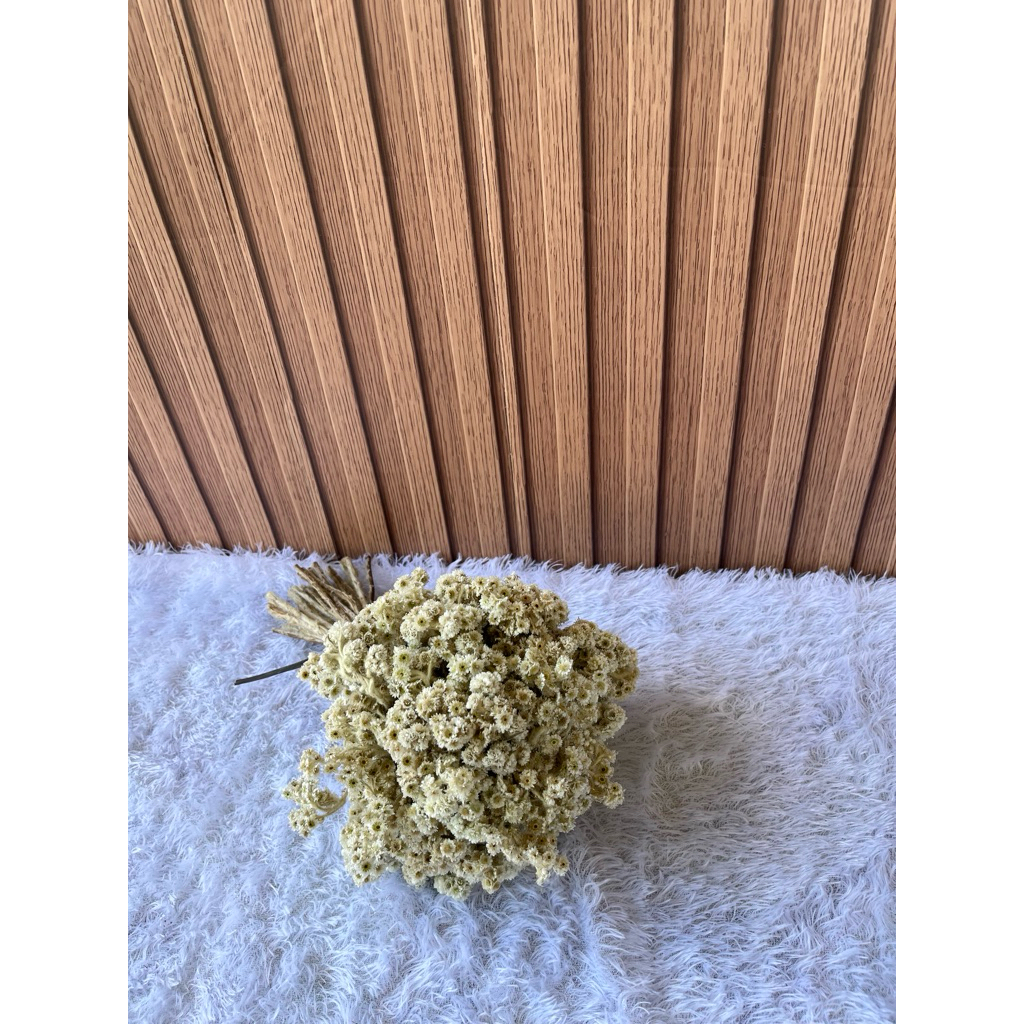 bunga edelweiss bunga abadi bunga kering edelweis putih edelweiss lawu