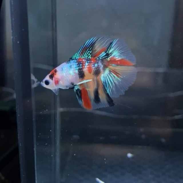 HMDT multicolour