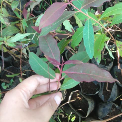 Bibit Tanaman Unik Pohon Pelangi / Eucalyptus Deglupta / Rainbow Eucalyptus