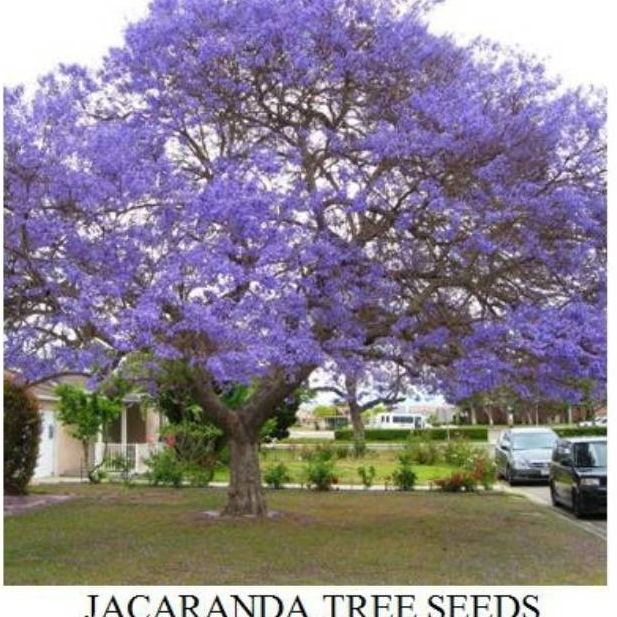 Biji Pohon Jacaranda (Jacaranda Mimosifolia) Jacaranda Tree Seeds (Isi 3 biji)