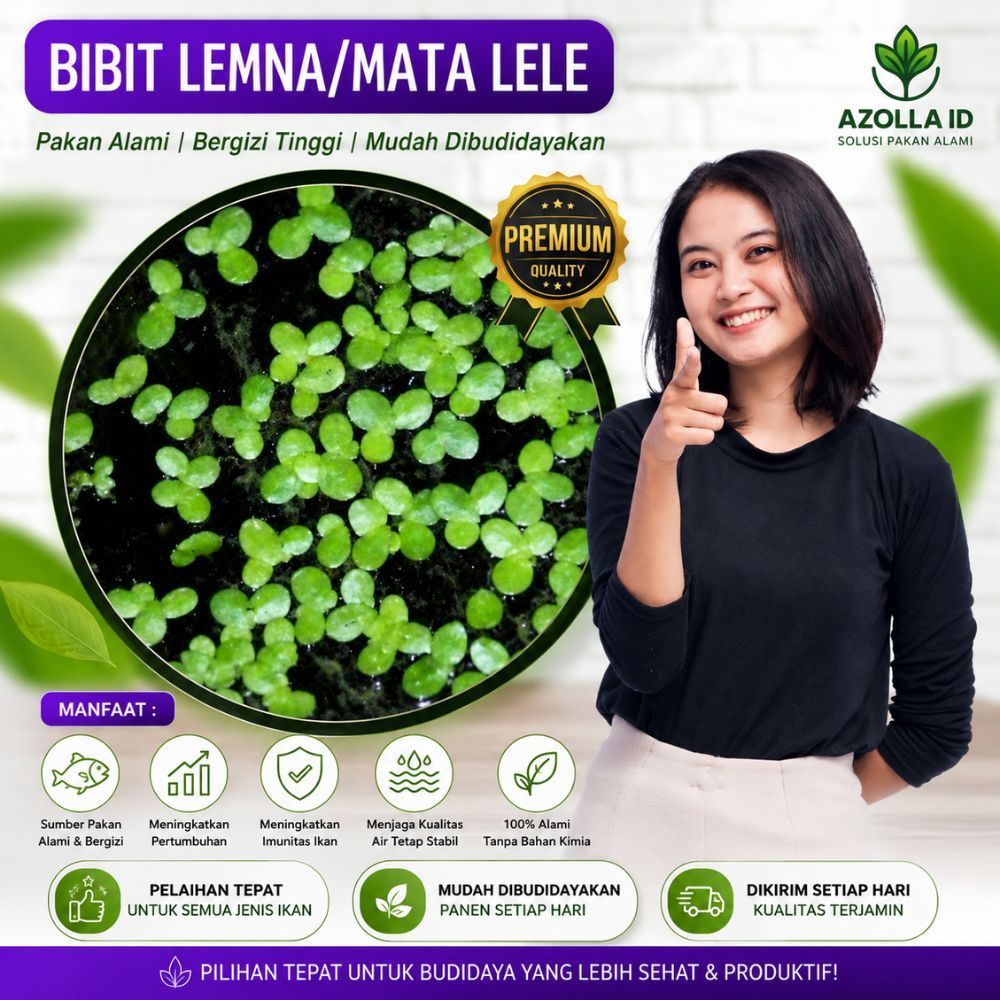 Bibit lemna mata lele murah 1 kg pakan alternatif ikan, unggas dan ternak