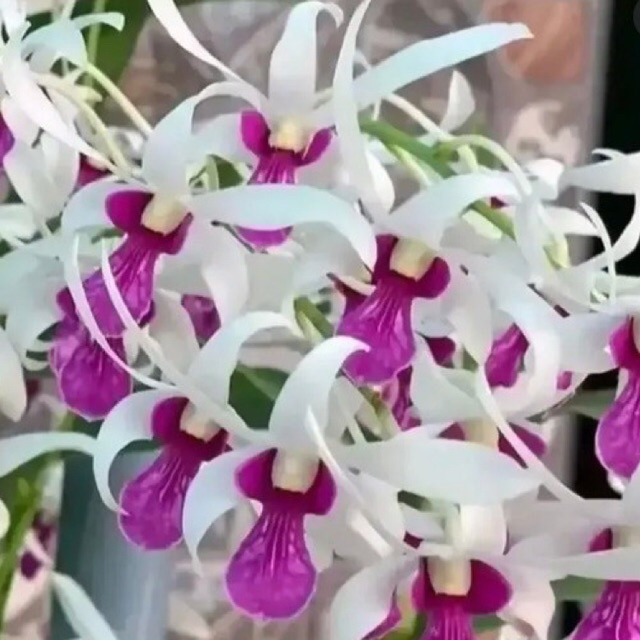 Anggrek Dendrobium Mesagnil