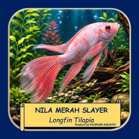IKAN HIAS NILA MERAH SLAYER KUMPAY | NILA MERAH EKOR PANJANG | IKAN HIAS AQUARIUM & KOLAM