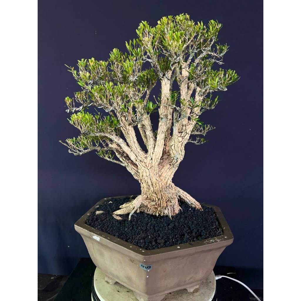 BONSAI BUXUS 010