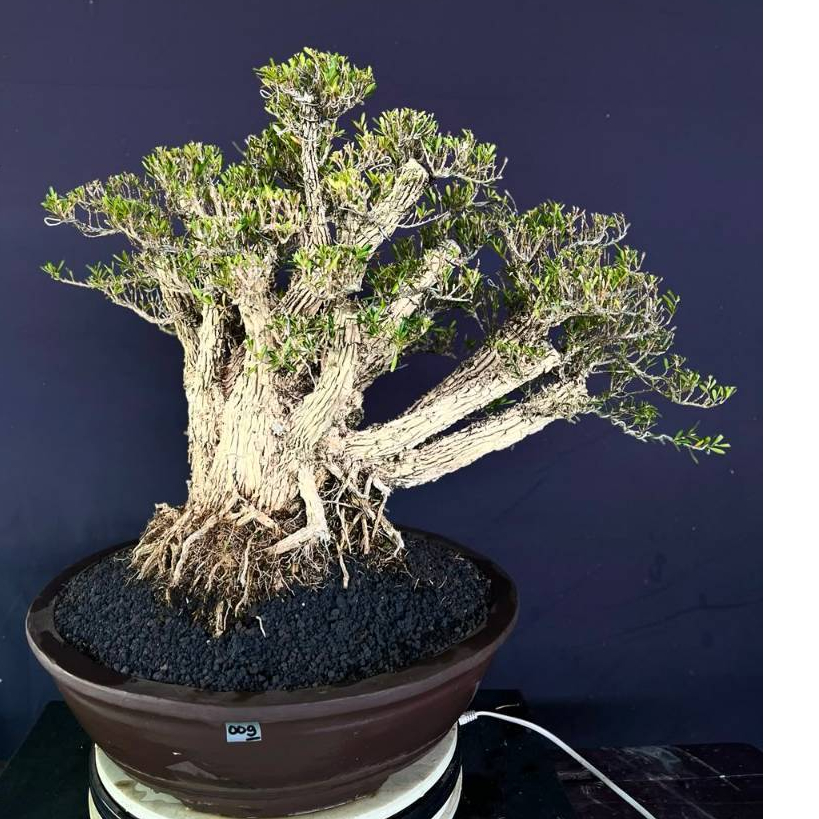BONSAI BUXUS 009