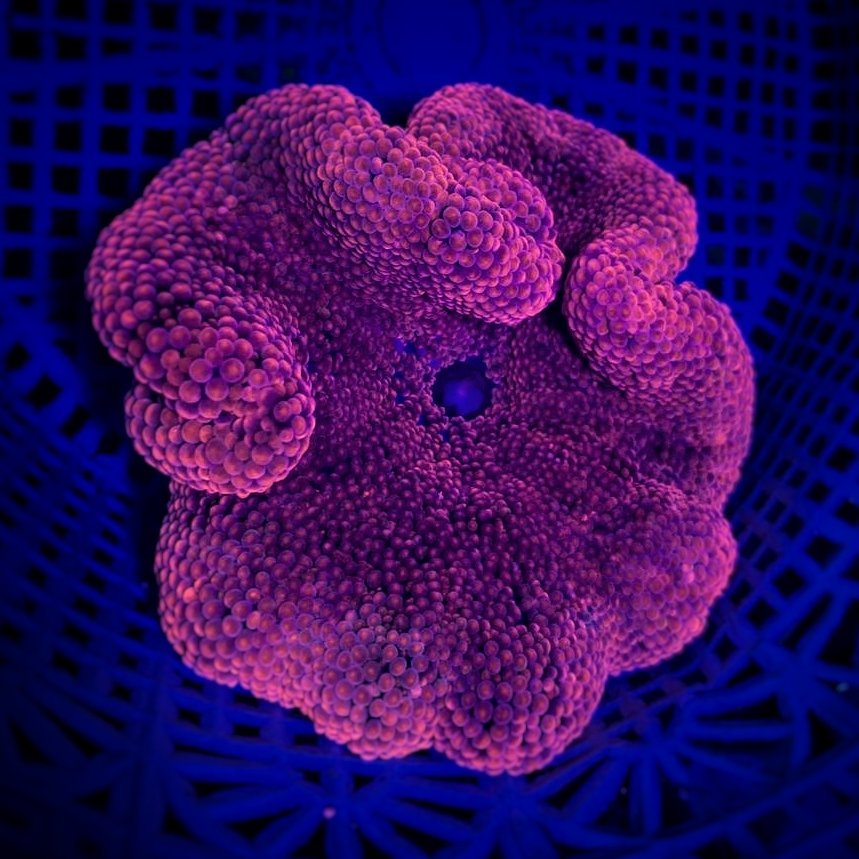 Anemon Karpet Merah / Red Carpet Anemone