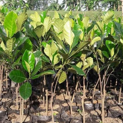 TANAMAN NANGKA J33 / NANGKA MERAH / BIBIT NANGKA MINI