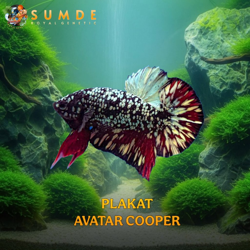 HIASAN/CUPANG/PLAKAT/AVATAR/COOPER/TOP GRADE/HIASAN/AQUARIUM/KUALITAS/PREMIUM/