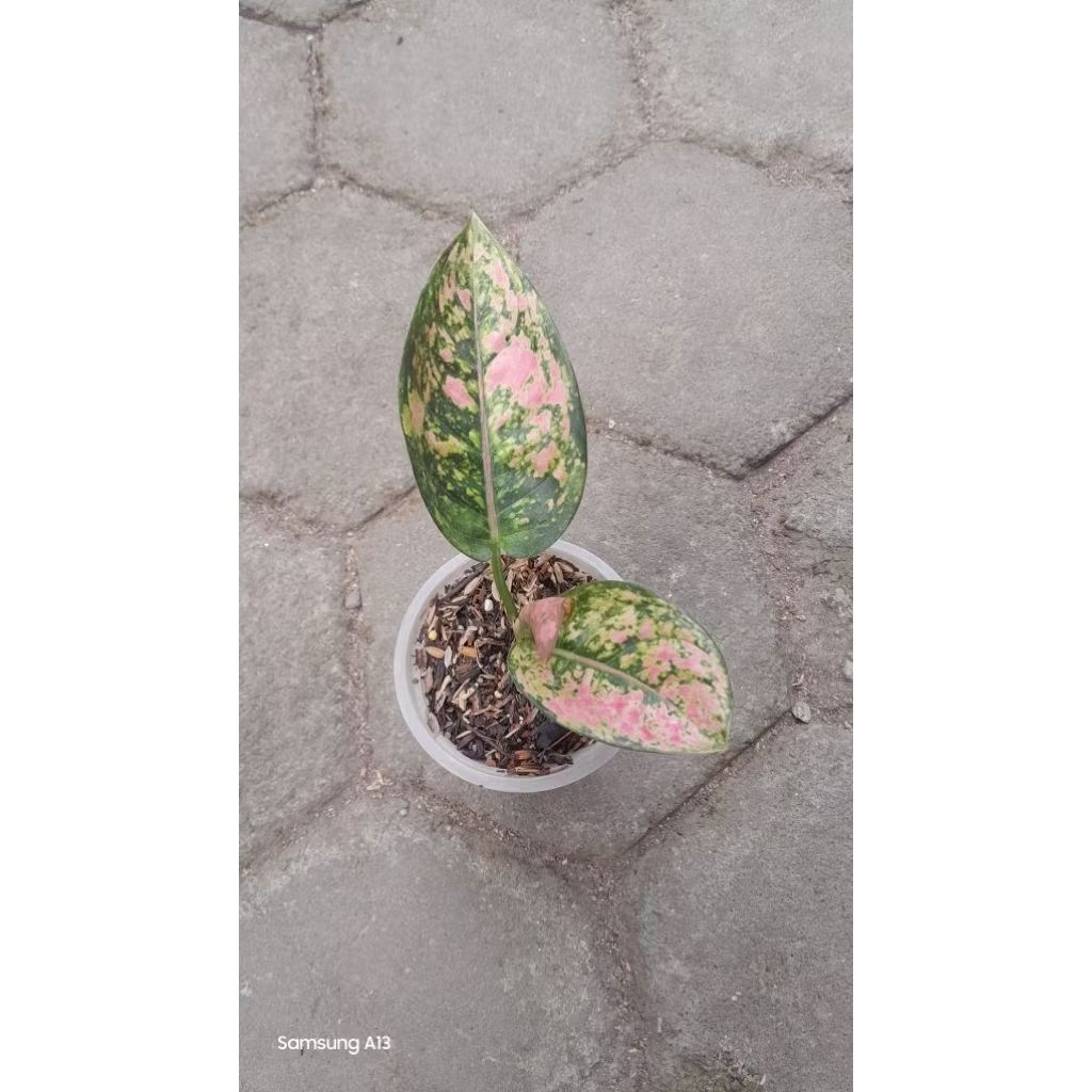 Aglonema Ruby Fanta (Size Baby) (1)
