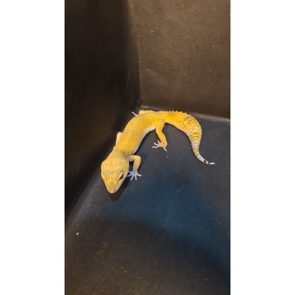 Leopard Gecko Female - SHTCT - Usia Dewasa Adult Betina Sehat Mulus HG078