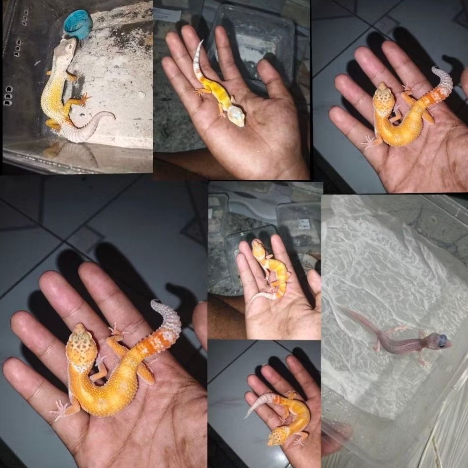 PROMO Makanan Gecko Leopard baby random morph. Free Kalsium