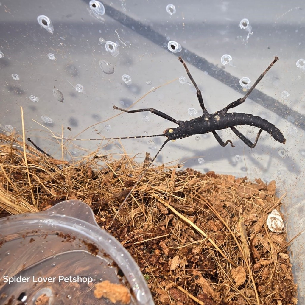 PERUPHASMA SCHULTEI STICK INSECT / STICKS INSECT