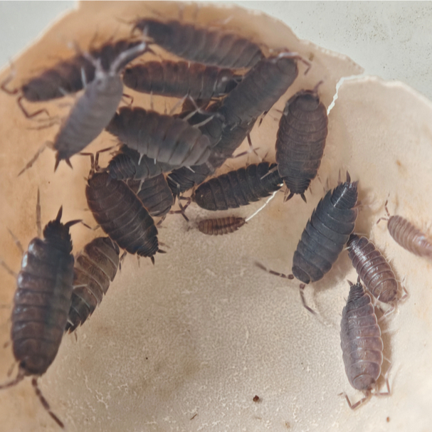 Tanah bioaktif dengan isopoda