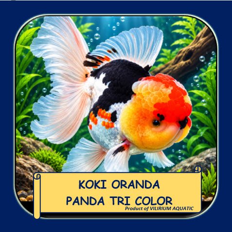 IKAN HIAS MAS KOKI ORANDA PANDA TRICOLOR 3 COLOR | IKAN KOKI 3 WARNA | GOLDFISH AQUARIUM