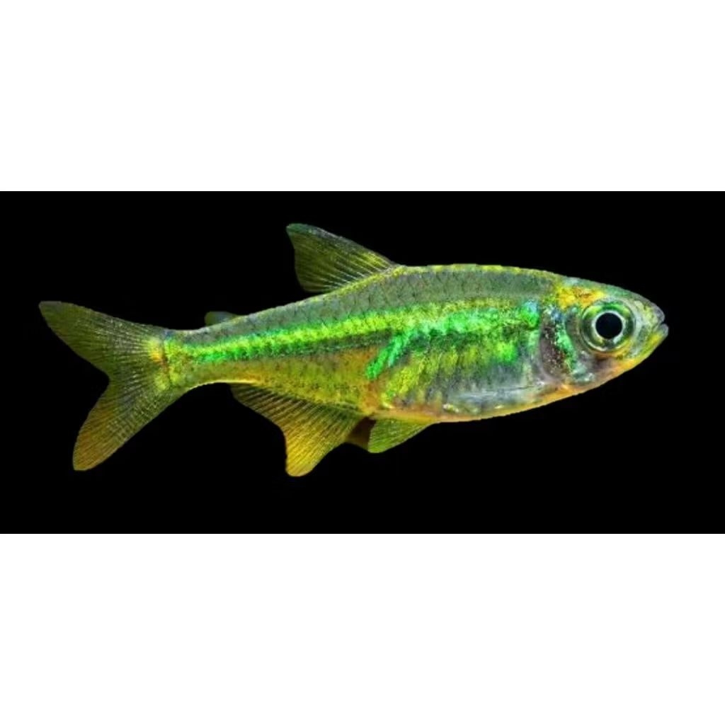 rasbora green kubotai