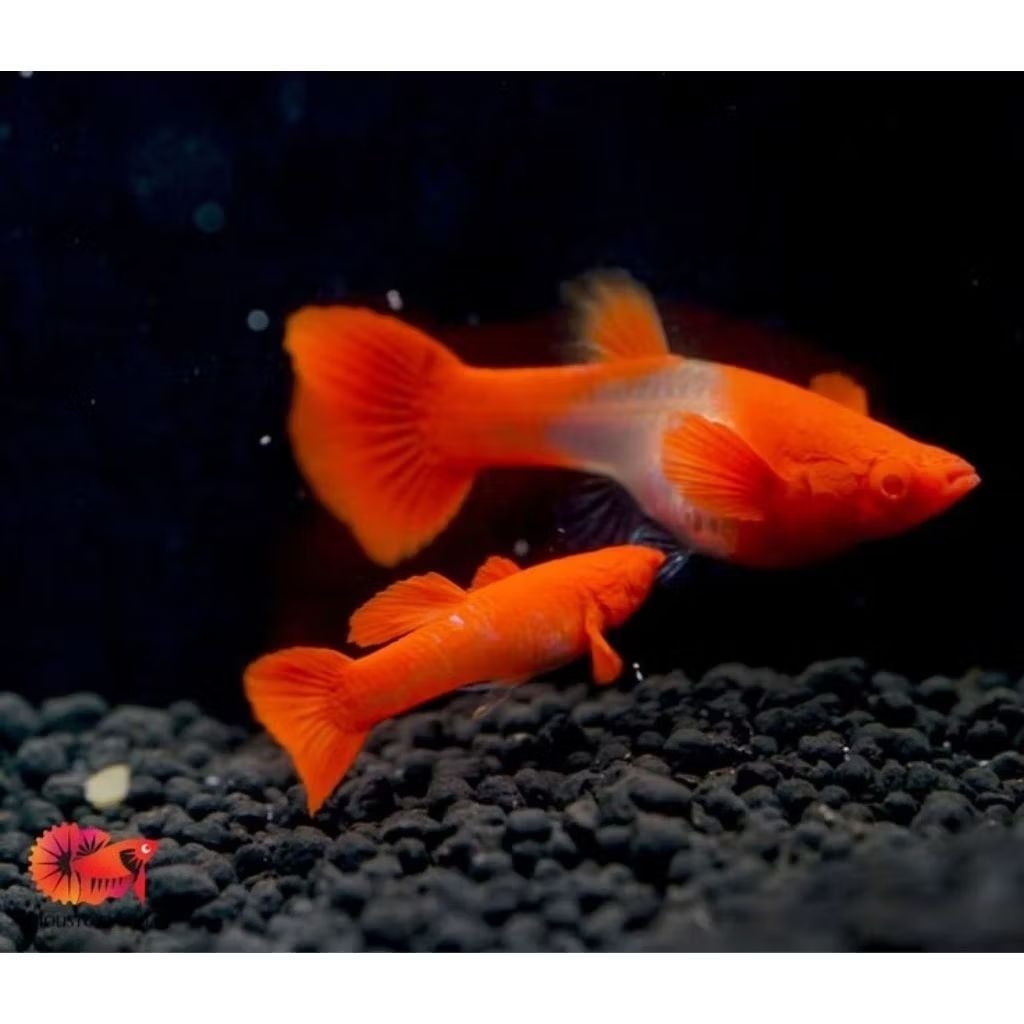 Guppy Albino Koi Red Ear Indukan Hiasan Akuarium