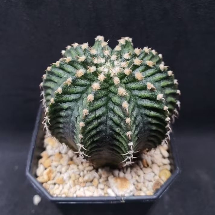 Kaktus Gymno T Series (Gymnocalycium mihanovichii)