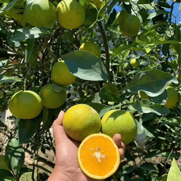 Bibit Jeruk Sunkist Baby Java