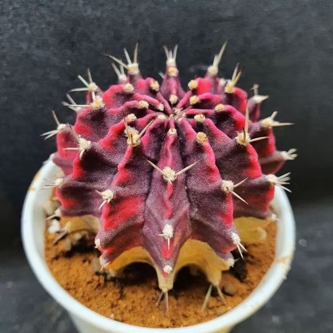 Kaktus Gymnocalycium id "Rosemary" (Gymnocalycium mihanovichii)