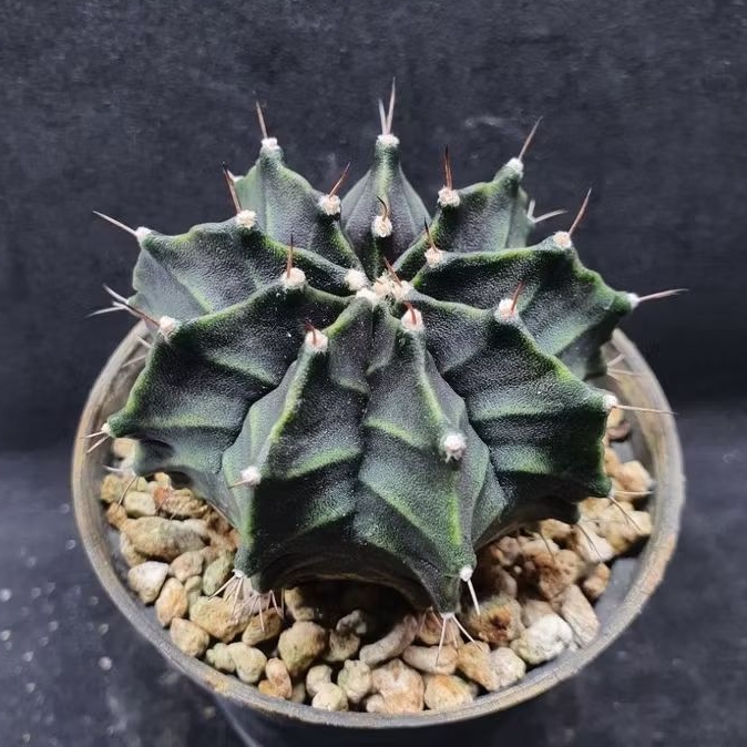 Kaktus Gymno single spine (Gymnocalycium mihanovichii)