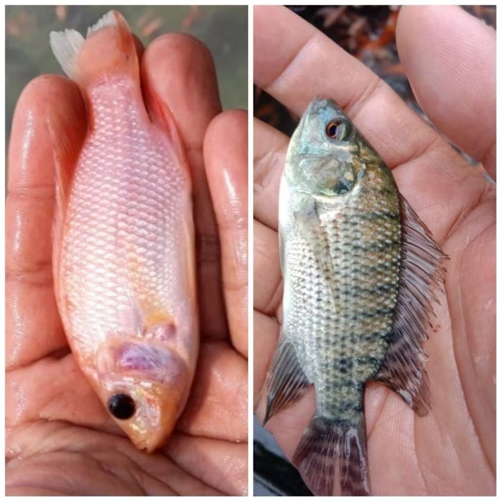 Paket bibit ikan nila bangkok dan nila gesit hitam isi 50 ekor ukuran 1 jari jempol. dewasa