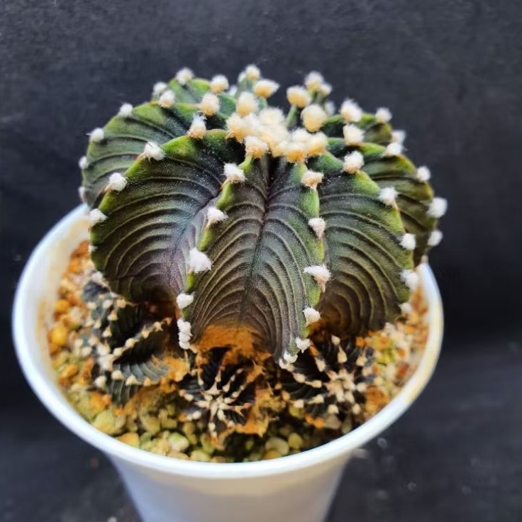 Kaktus Gymno friedrichii vos 1241 cluster (Gymnocalycium friedrichii vos 1241)