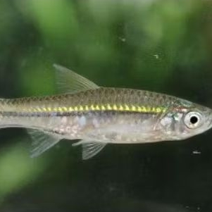 WADER PARI UKURAN 4-5 CM