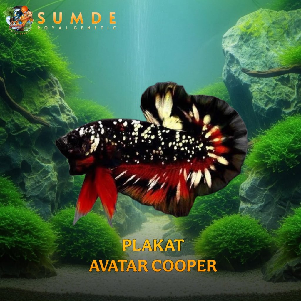 HIASAN/CUPANG/PLAKAT/AVATAR/COOPER/GRADE A/HIASAN/AQUARIUM/KUALITAS/PREMIUM/