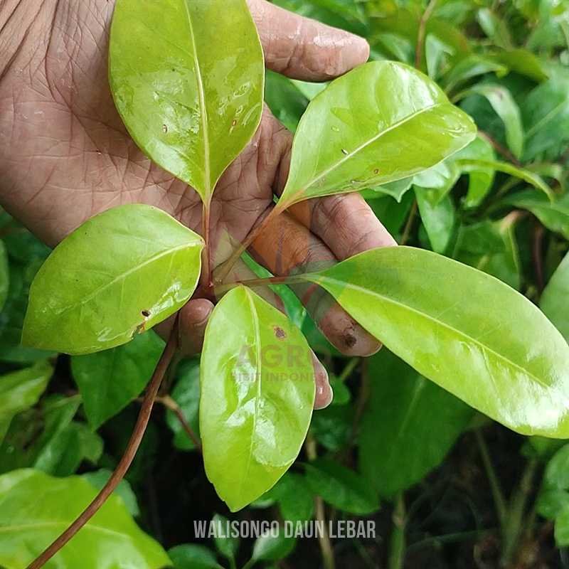 Bibit Tanaman Walisongo Daun Lebar Siap Tanam