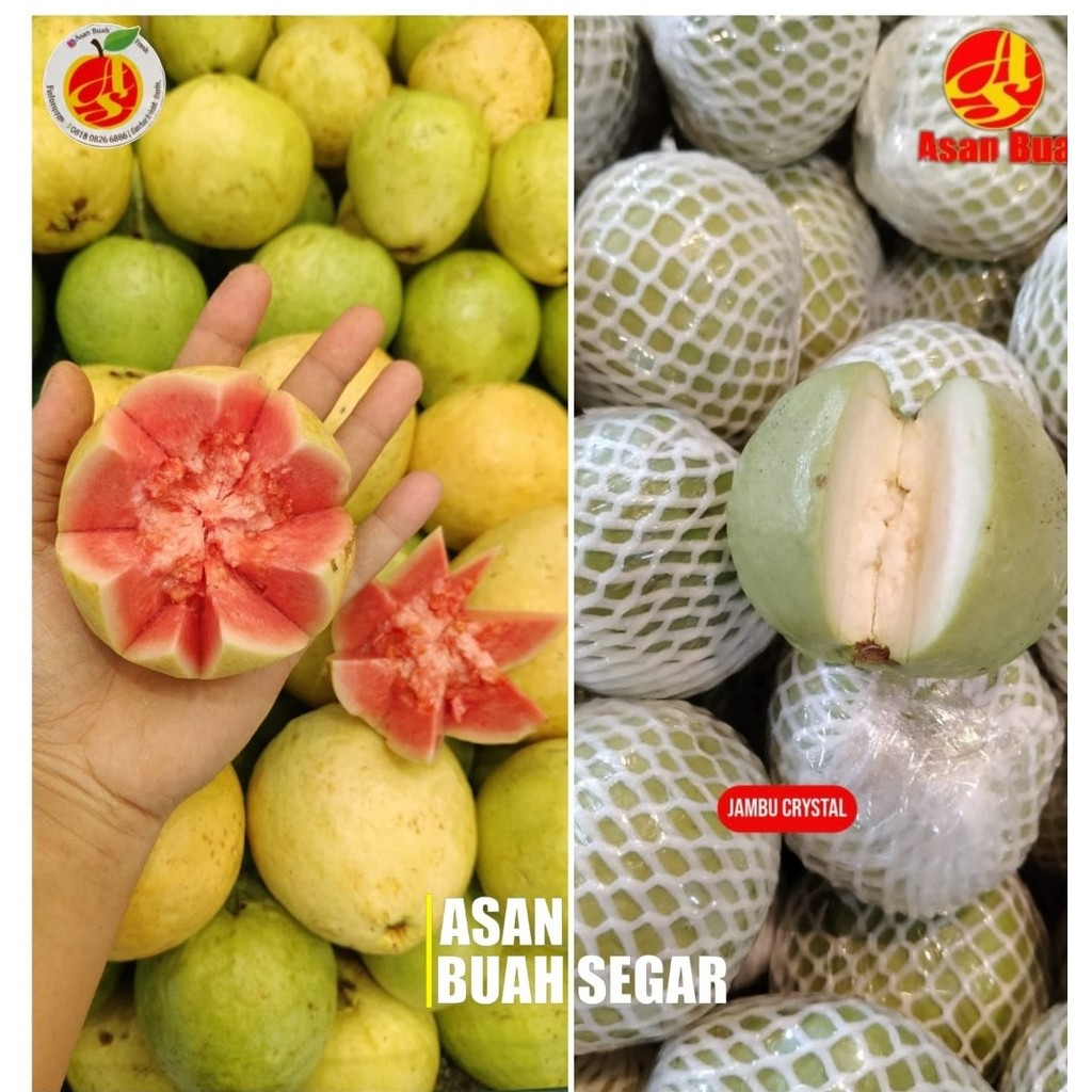 Jambu Kristal Segar Jambu Biji Merah Guava Fresh - 1 Kg | Jambu Biji Putih