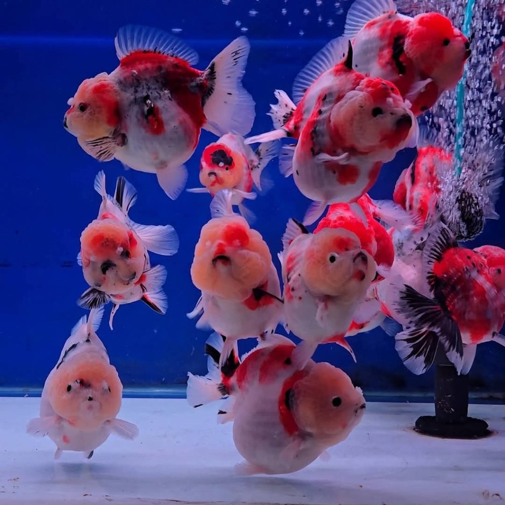 Promo hiasan aquarium segala jenis MasKoki Goldfish ORANDA RANCHU BLACK MORE MUTIARA terkarantina