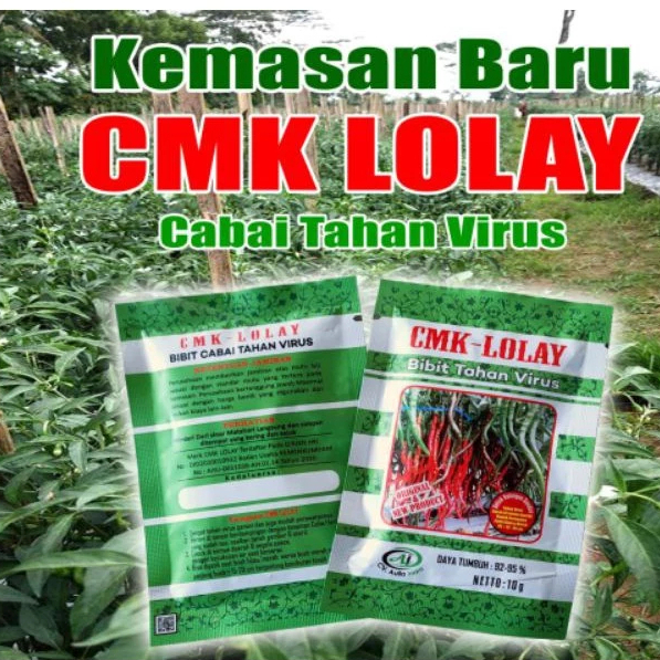 Benih Bibit CABE KERITING CMK LOLAY ISI 10GRAM BENIH MURNI BERKUALITAS TINGGI / CMK LOLAY