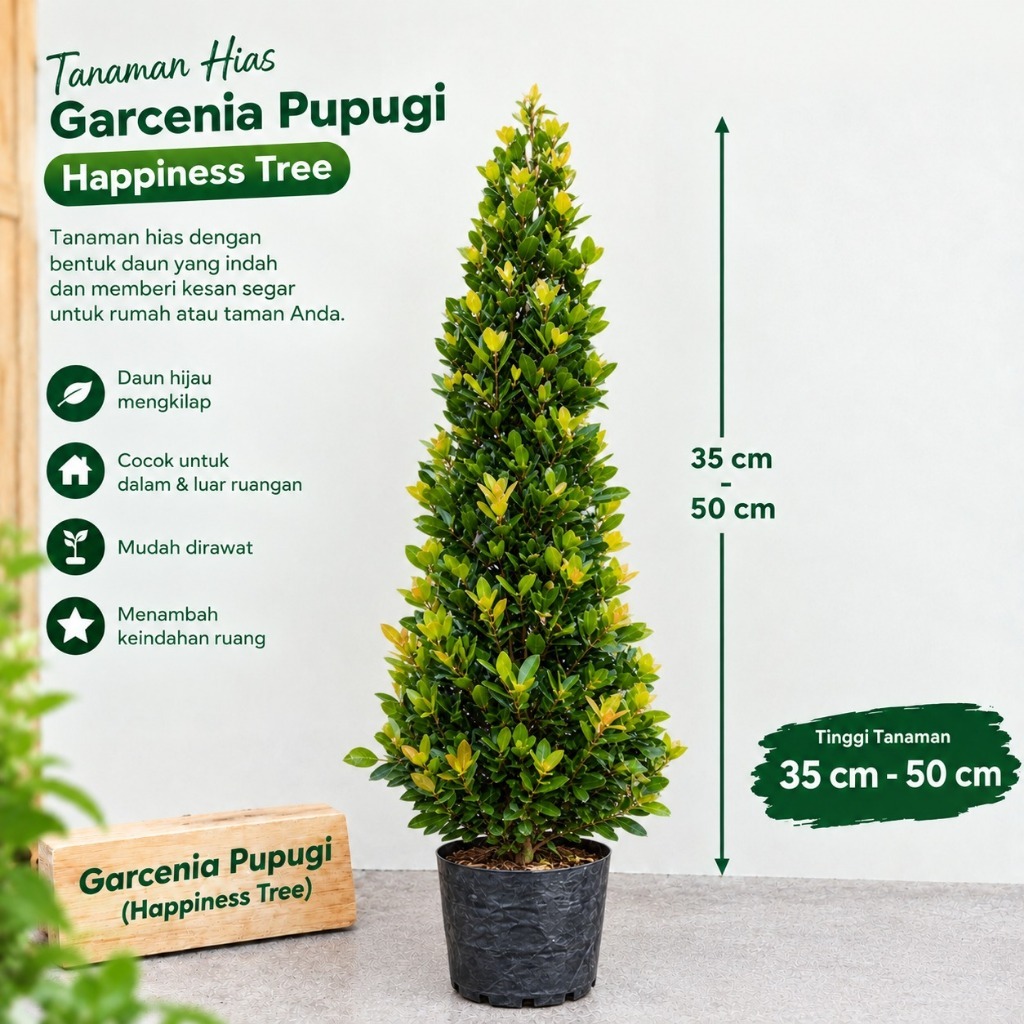 pohon tanaman hias garcenia pupugi  happiness tree ukuran 35 cm - 50 cm