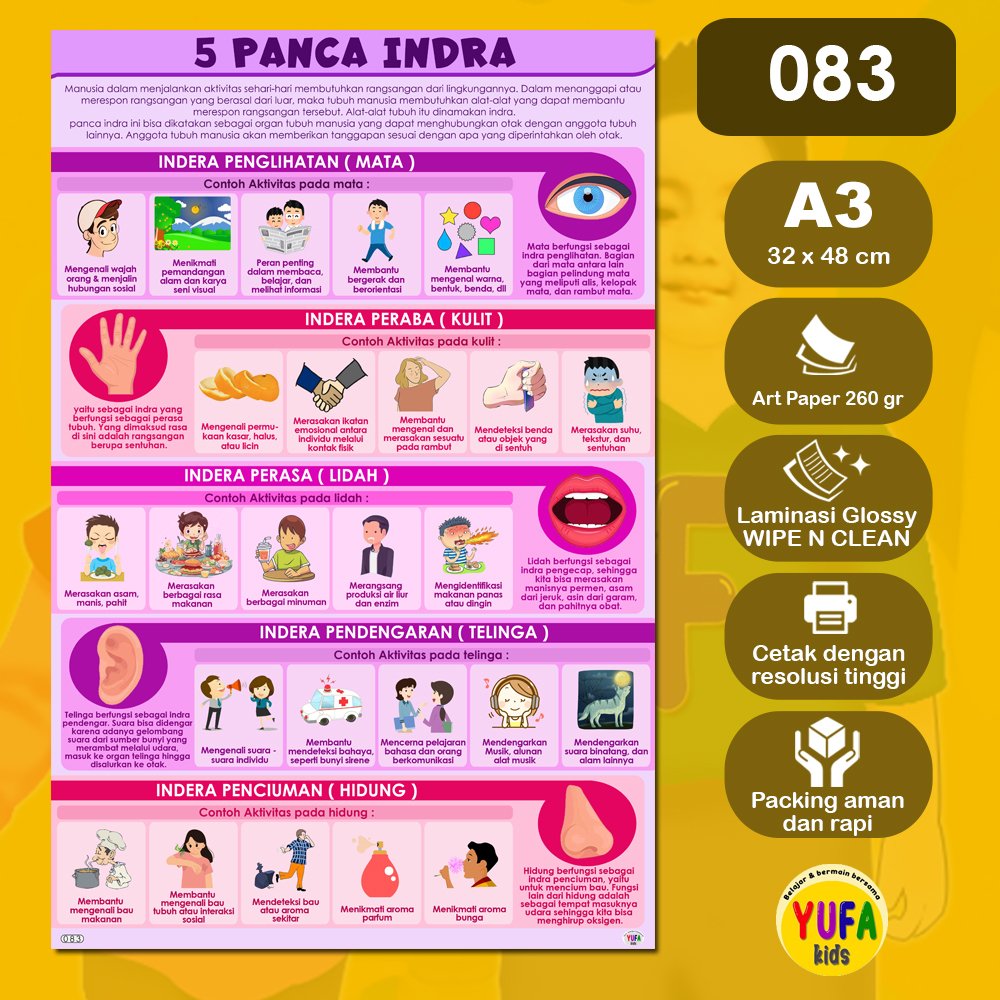 083 Poster 5 panca indra - Poster Edukasi Anak - Poster belajar anak - Poster wipe and clean - perle