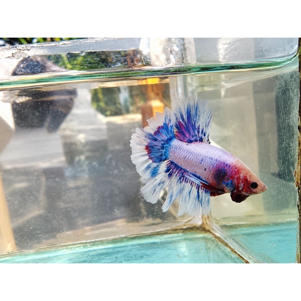 Ikan Cupang Halfmoon Fancy Koi Multicolor Blue Red White | HM Fancy