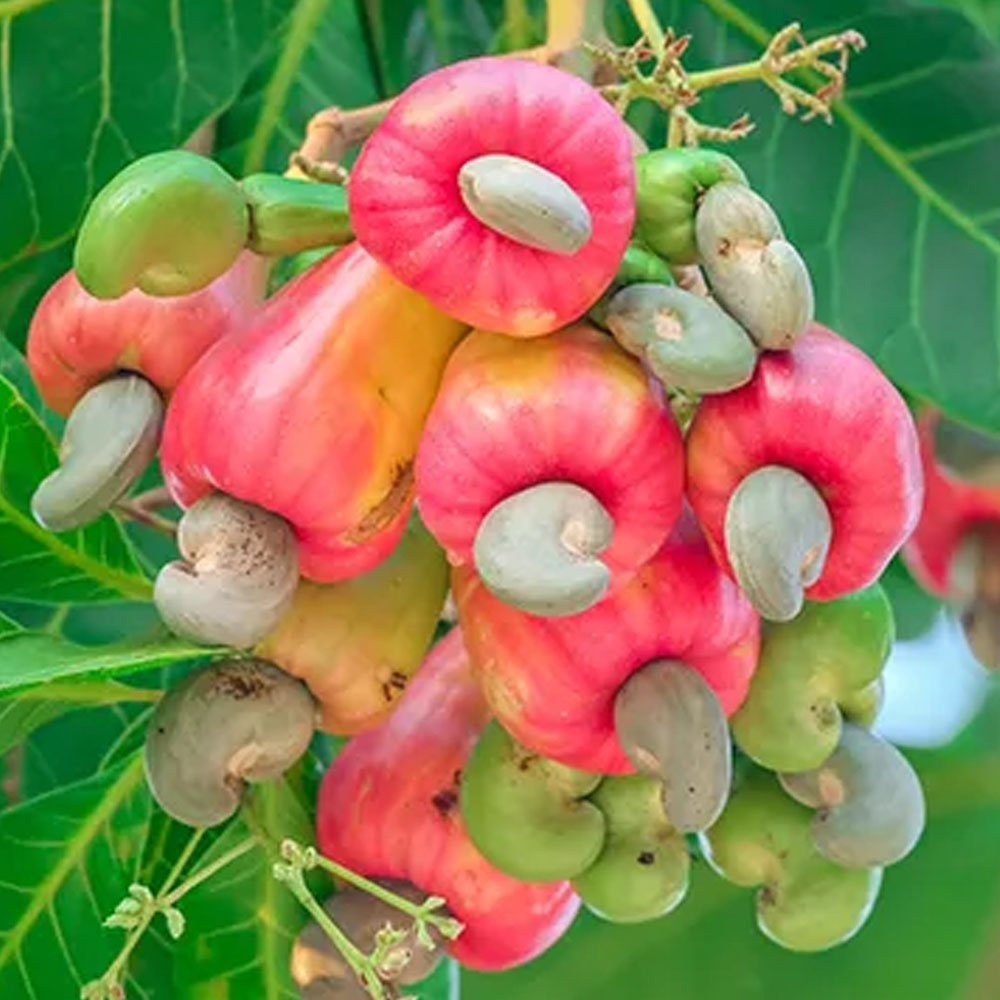 Promo Buah Jambu Mete Jambu Monyet Segar 1 KG | Mete, Mente buah bukan bibit