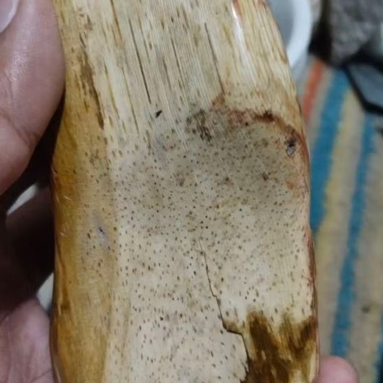 Natural Batu Akik Fosil Kayu Hijau / Giok Pasirakit | Fosil Asem sudah Poles