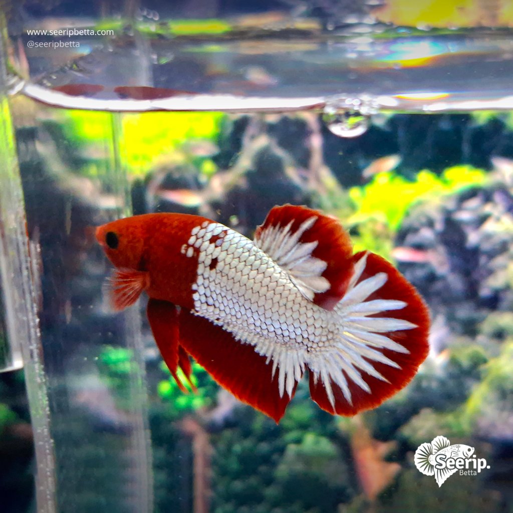 Plakat FCCP Clean Startail (Hiasan) | Seerip Betta