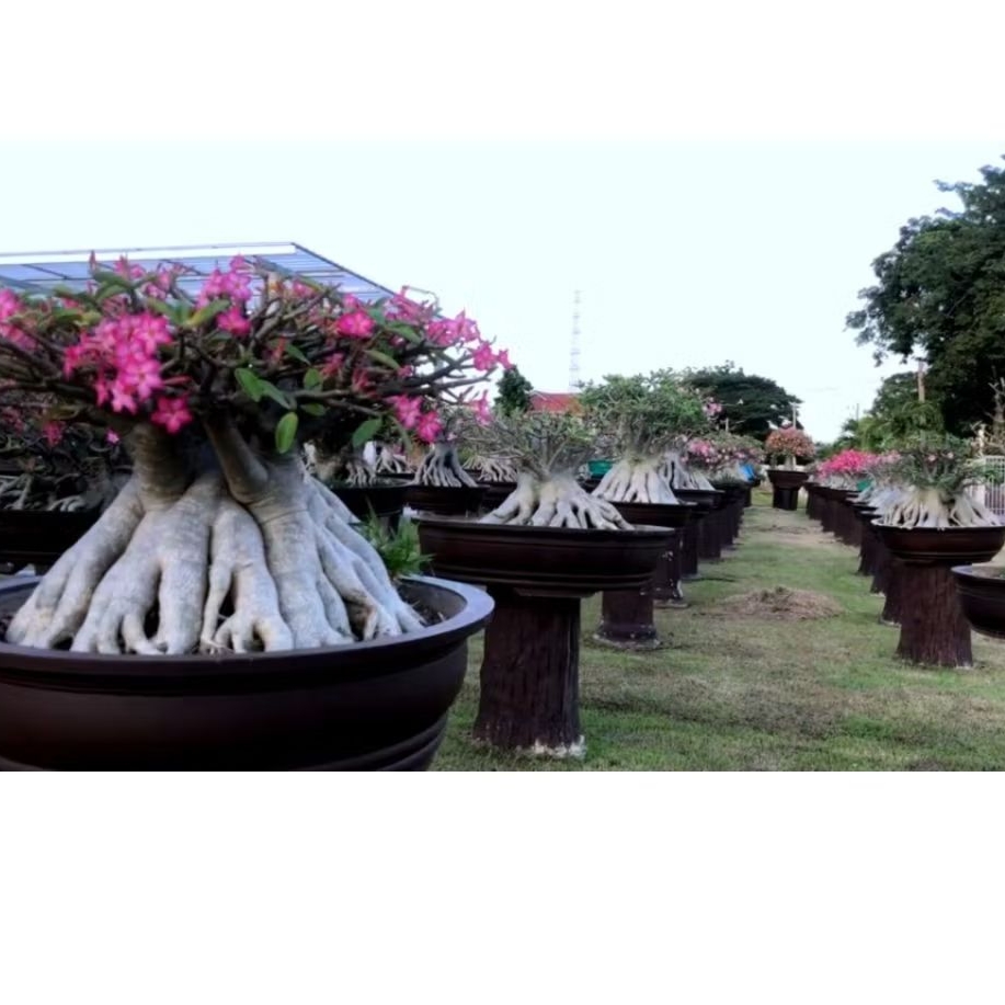 Adenium karakter arabicum, Godji, Thaisoco dll