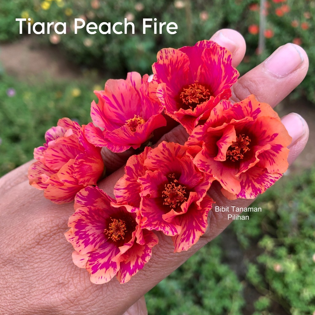 Bibit Tanaman Pilihan bibit bunga krokot tiara peach fire batik warna warni kuat panas