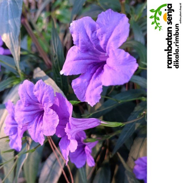 Tanaman Hias Ruellia simplex /Kencana Ungu / Wild Petunia