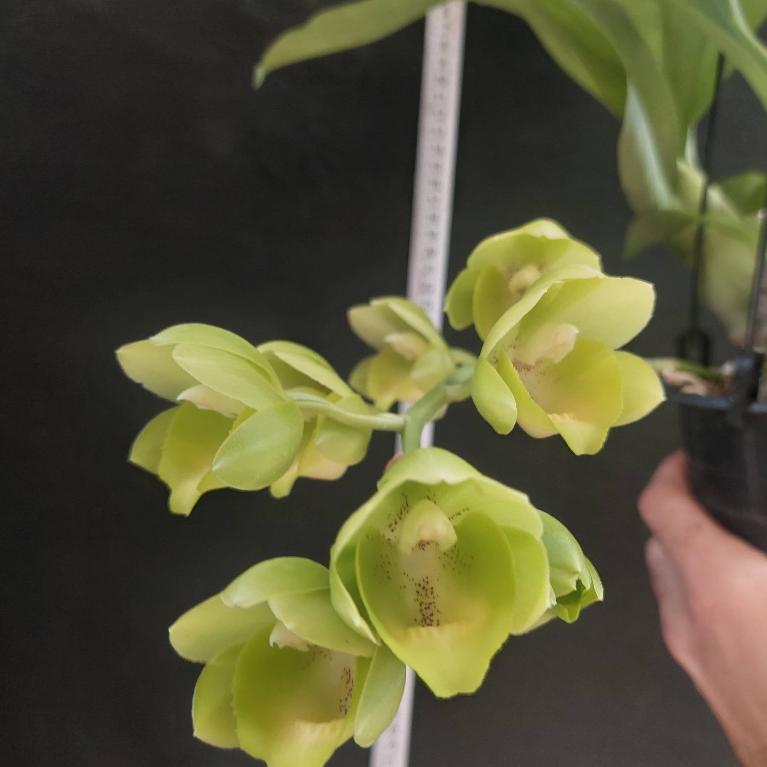 BC 10 - Catasetum FDK Fredclarkeara Enter Light (Ctsm. FDK After Dark x Ctsm. Pileatum) 2014