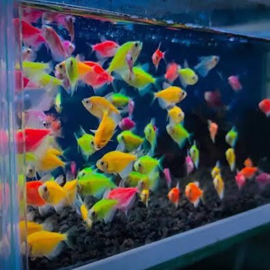 Glofish Tetra 10 ekor siap kirim warna warni