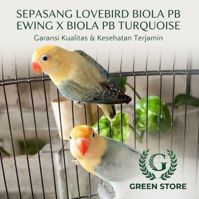 SEPASANG LOVEBIRD BIOLA PB EUWING VIO X BIOLA PB TURQOISE ( SABLE CLING ANTINODA KUALITAS )