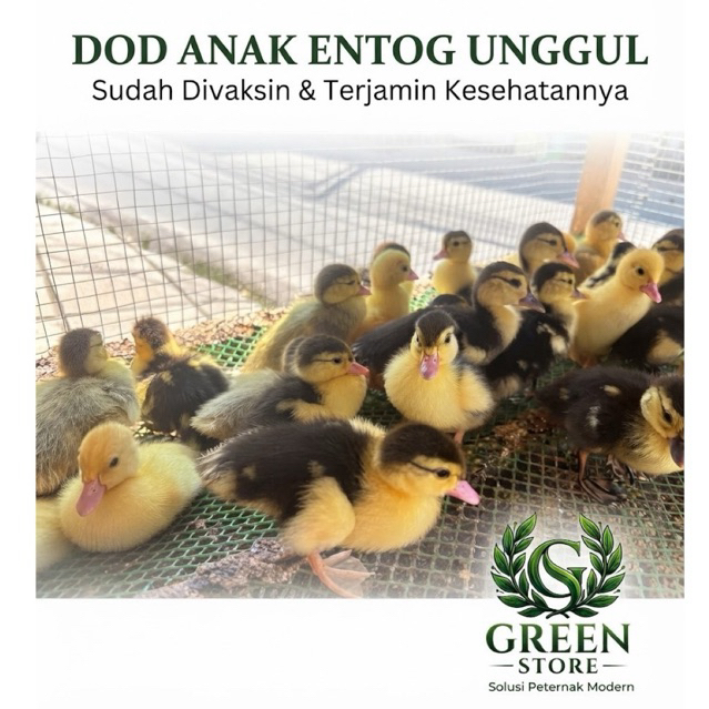ANAK ENTOG / BIBIT ENTOG PENGIRIMAN INSTANT
